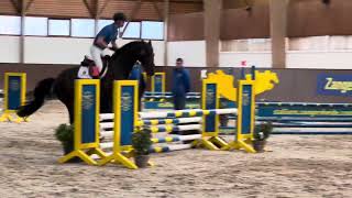 Confidental 2019 Stallion Conthargos X Diarado [upl. by Enileuqaj]