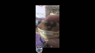 Flixing My Tarsier Souvenir Coin Purse amp Key Chain From Bohol Philippines [upl. by Grote]