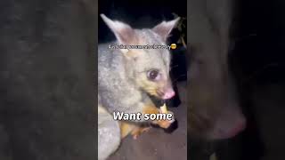 Australian Possums Try Cheese Fries for the First Time [upl. by Aland68]