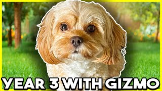 LIFE WITH MY CAVAPOO YEAR 3  Gizmo The Cavapoo  Habitually Henry [upl. by Eugaet]