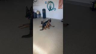 Tone and posture INSTEAD of treats training puppies germanshepherd belgianmalinois trending dog [upl. by Quent240]