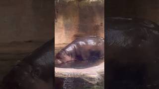 Cute Pygmy Hippo 🦛🥹 [upl. by Royden913]