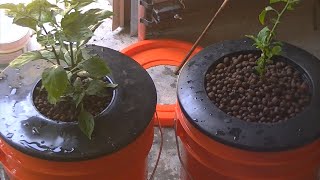 Homemade Hydroponic system self contained with lights update [upl. by Keller]