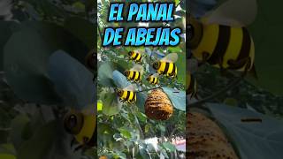 El panal de abejas shortsviral shortsyoutube drama [upl. by Ayocal]