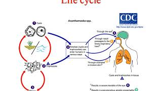 Pathogenic free living amoeba lecture [upl. by Hubble]