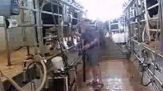 Milking Cows in a desert Dairy Farm  Negev Israel [upl. by Rauch]