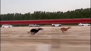 Greyhound x Saluki Race 12 Km Distance [upl. by Neetsirhc]