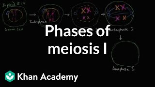 Phases of meiosis I  Cells  MCAT  Khan Academy [upl. by Aita334]