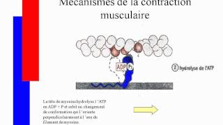 Mécanismes de la contraction musculairesavi [upl. by Pollyanna]