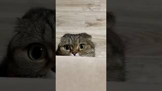 Funny catCoffin dance song cover part 395 feedshorts cat funny tranding funnycats [upl. by Avitzur]