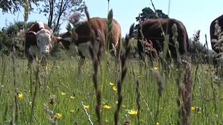 Wildflower meadows in the High Weald  An Introduction [upl. by Dannie]