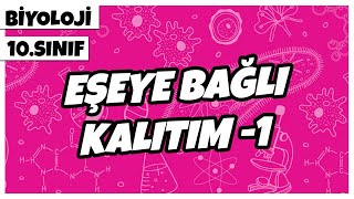 10 Sınıf Biyoloji  Eşeye Bağlı Kalıtım 1 [upl. by Holihs]