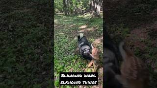 Norwegian Elkhound and Deer [upl. by Mycah]