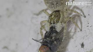 Jumping spider Menemerus semilimbatus on a wall feeding on a Fly Barcelona Spain August [upl. by Eineeuq725]