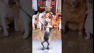 Vibing dogs  Mighty Tamil  tamil funny dog doglover [upl. by Chansoo370]