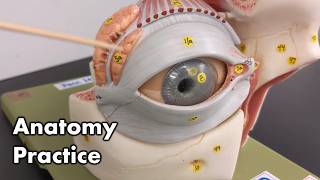 Eye Anatomy  Review and Quiz [upl. by Dukie306]