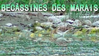 BECASSINE DES MARAIS avec Gallinules  Snipe [upl. by Yaj]