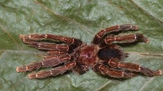 Avicularia – The “bird eating” tarantulas [upl. by Coray503]