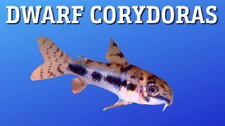 Corydoras Habrosus Care [upl. by Arytahs]