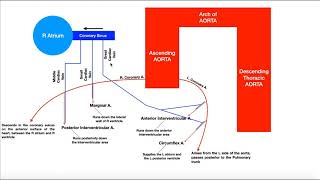 Coronary Circulation  Coronary Arteries amp Cardiac Veins [upl. by Mendie]