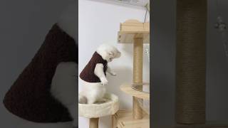 Funny catCoffin dance song cover part 382 feedshorts cat funny tranding funnycats [upl. by Yrhcaz]