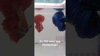 Betta fish for sale 💙♥️ blue Betta💙♥️ red betta bettafishtamil [upl. by Nerad]