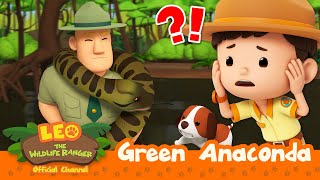 TANGLED BY A HUGE SNAKE 🐍  Green Anaconda  Leo the Wildlife Ranger  Kids Cartoons [upl. by Llewon]