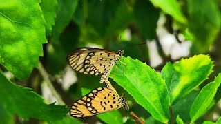 VIDEO OF TWO BUTTERFLIES HAVING SEX MATING [upl. by Geibel]