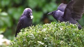 Vroege Vogels  Kauwen eten van boxusmotrupsen [upl. by Olemrac]