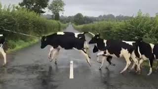 Cows jump over a white line while crossing the road  1065156 [upl. by Nosac]