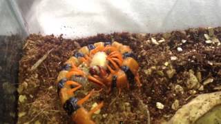 Feeding My Scolopendra Galapagoensis And Scolopendra Hardwickie [upl. by Kraska]