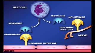 H1 Blockers or Antihistamines  1st Generation amp 2nd Generation Drugs [upl. by Omura]