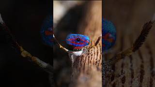 Peacock spider mating dance TENGE TENGE 4kmeme funny animation VIRAL comedy viraldance [upl. by Anay]