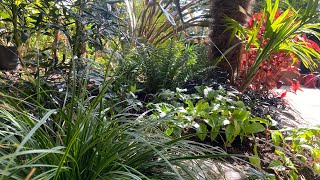 New planting in my Tropical style border Dappled Shade [upl. by Nolyag]