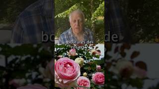 Comment faire des boutures de rosiers  bouture conseil astuce jardinage rosier nature tuto [upl. by Savior]