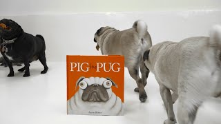 The Cutest Pugs Ever Meet “Pig the Pug” [upl. by Martinsen]