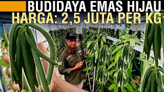 BUDIDAYA VANILI PLANIFOLIA PER KILO TEMBUS 25 JUTA [upl. by Akehsal]