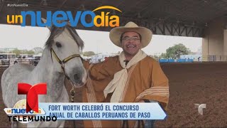 ¡Descubre a los famosos caballos de paso peruanos  Un Nuevo Día  Telemundo [upl. by Hannej]