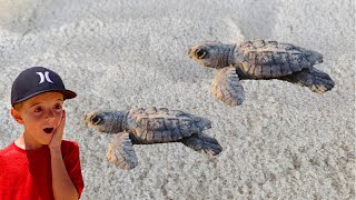 Discover Fascinating Marine Life at Playa Del Carmen Pier  Barcelo Maya Palace Resort [upl. by Darsey117]