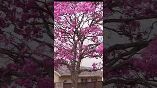 Tabebuia rosea pink flowering tree at roadside nature relaxing tabebuia floweringplant [upl. by Vyner]