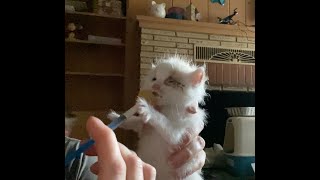 First Feeding of Sick Justrescued Kittens [upl. by Animrac]