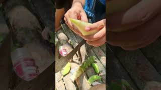 Amazing Fruit Banana flower amazing [upl. by Magena]