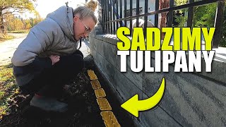 SPOSÓB NA SADZENIE TULIPANÓW [upl. by Ahsieuqal]