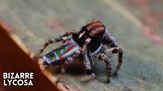 Finding a PEACOCK SPIDER Maratus volans [upl. by Ahseiyk]