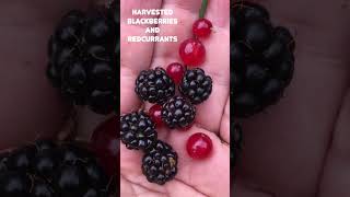 Harvested Blackberries amp Red currants  groseille rouge amp mûre nature garden short gardening [upl. by Alitha]