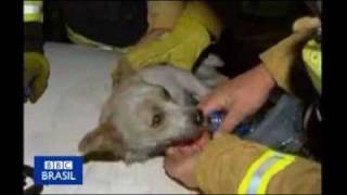 Leo the dog saves kittens from burning fire [upl. by Itteb]