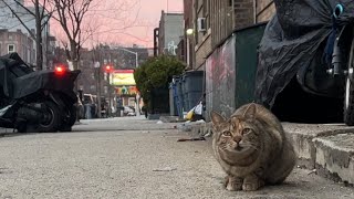 CBS News  How Flatbush Cats is addressing overcrowded animal shelters in New York City [upl. by Nitsraek]