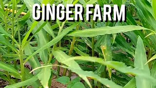 This Ginger farm is worth over a million naira after harvest [upl. by Pliam]