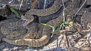 Webcam monitors hundreds of rattlesnakes at a Colorado mega den for citizen science [upl. by Stanhope290]