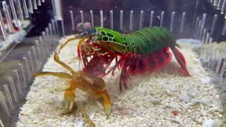 Mantis shrimp vs crab [upl. by Akemehs]